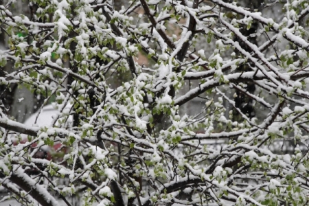 В Мурманске впервые за 15 лет прошел сильный июньский снегопад