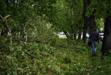 Около 2 тыс. гектаров леса пострадало от урагана в Курганской области