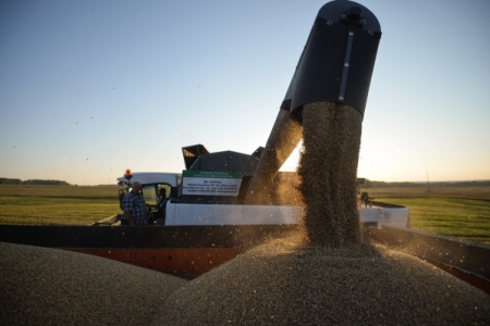 Краснодарский край ожидает урожай зерновых на уровне рекордного прошлого года