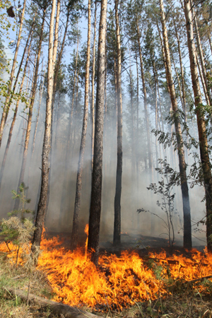 Площадь природных пожаров на Ямале за сутки увеличилась вдвое