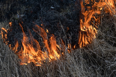 Более 55 лесных пожаров тушат на Дальнем Востоке