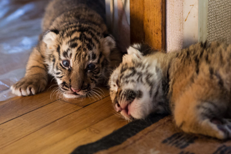 Четыре тигренка и три котенка снежного барса появились в Московском зоопарке