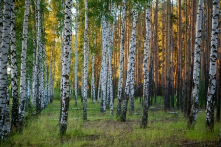 Закон о "лесной амнистии" одобрен Советом Федерации