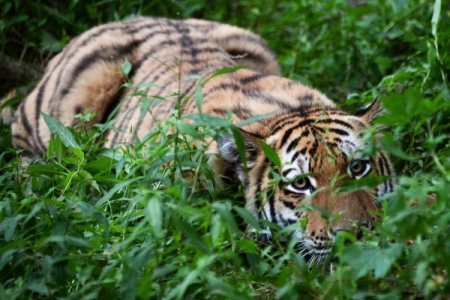 Численность тигров в Хабаровском крае увеличилась в 1,5 раза за последние десять лет