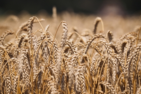 Хозяйства Курской области убрали 64% зерновых