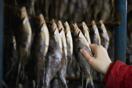 Резидент территории опережающего развития "Беринговский" создаст новый производственный цех для вяления рыбы на Чукотке