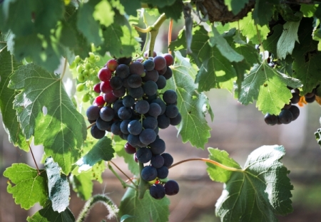 Краснодарский край приступил к сбору винограда