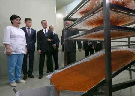 Медведев ознакомился с производством рыбы и красной игры в Сахалинской области