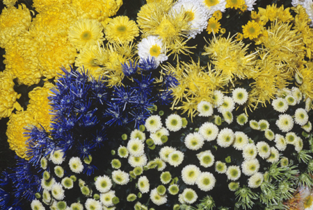 Почти 40 тысяч цветов увидят гости "Бала хризантем" в Крыму