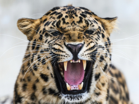 Жертвами нападения леопарда в контактном зоопарке в Саратове стали двое детей