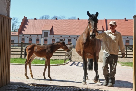 Конезавод Лужкова получил статус племенного репродуктора ганноверских лошадей