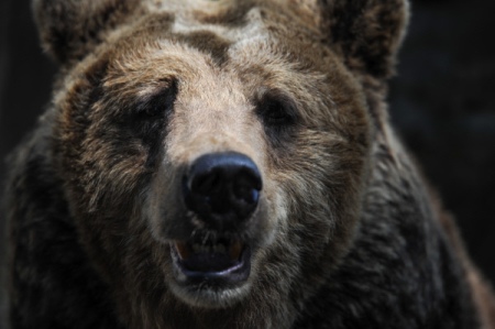 Полицейские на Сахалине застрелили медведя, пришедшего к местному магазину