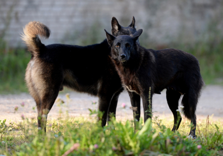 В Петербурге будут судить владелиц 60 собак, чьи питомцы покусали несколько человек