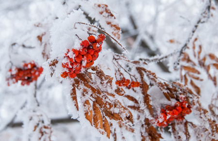 Периоды сильных холодов и потеплений ожидаются предстоящей зимой в России