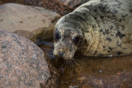 Прокуратура выясняет обстоятельства гибели тюленей в Финском заливе