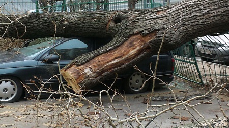 Штормовой ветер повалил более 20 деревья в Волгограде и повредил кровли домов