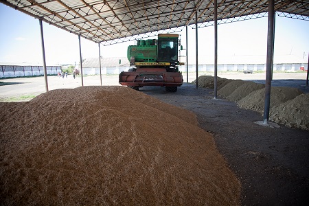 Урожай зерновых в Волгоградской области вырос на 24%