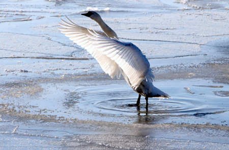 Белый лебедь спасен из замерзающей реки под Тобольском