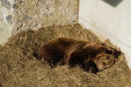 Медведи, еноты, сурки и тушканчики в Московского зоопарке впали в спячку