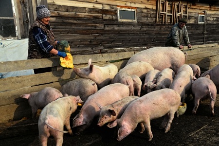 АЧС обнаружена на свинокомплексе в Волгоградской области