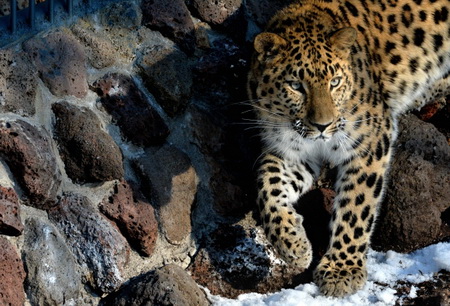Леопард выжил после ДТП в Приморье