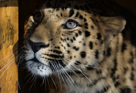 Леопард ранил оставленного без присмотра двухлетнего ребенка в зоопарке в Приморье