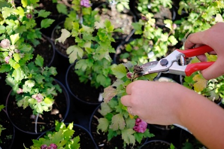 Плодово-ягодный сад на площади более 1 тыс га планируют разбить в Хакасии