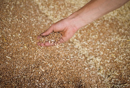 Новосибирская область в январе планирует вывезти около 100 тыс. тонн зерна