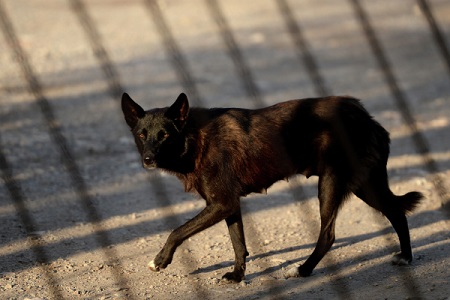 Бешеная собака покусала в Белгородской области более 20 человек, в том числе 8 детей