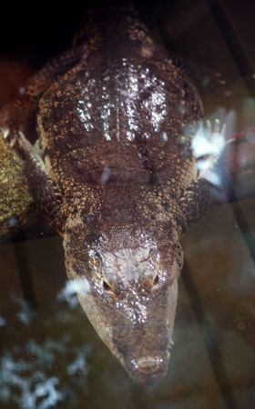 Найденного при обыске в Петербурге нильского крокодила не разлучат с хозяином