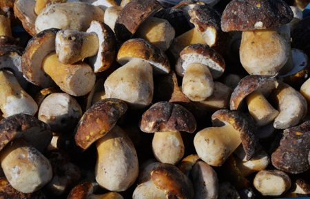 Более 13 тонн польских грибов не пропустили через границу в Псковской области