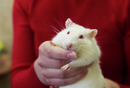 Эрмитаж потратит более 1 млн рублей на борьбу с тараканами, клопами и крысами