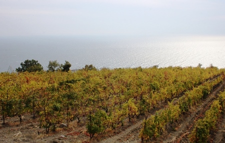 Суд вернул крымской "Массандре" почти 2 га виноградников
