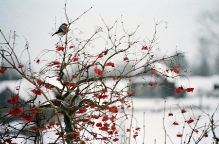 Красный снег в Поморье вызван продуктами жизнедеятельности водорослей