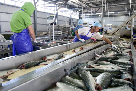 Резидент ТОР "Камчатка" построит рыбоперерабатывающий завод мощностью 100 т в сутки