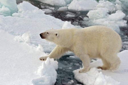 Стратегию по сохранению белого медведя представили на Аляске коренные жители Чукотки