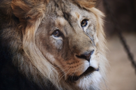 Уголовное дело возбуждено после нападения льва на ребенка в зоопарке Уссурийска