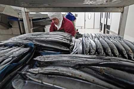 Астраханская область в 2017г увеличила вылов рыбы на 10%