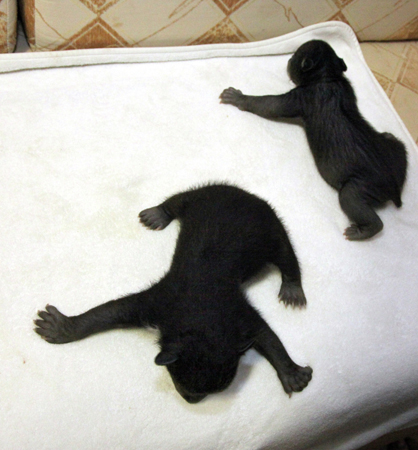 Двух новорожденных медвежат нашли у мусорного контейнера в Новой Москве