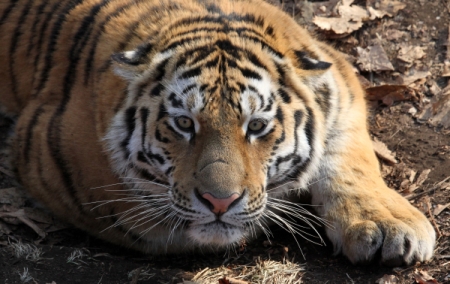 Специалисты не смогли спасти тигрицу, вышедшую к людям в Хабаровском крае
