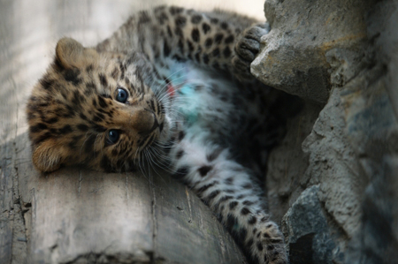 Два детеныша дальневосточного леопарда появились на свет в самарском зоопарке