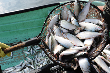 В Омской области зафиксирован рекордный объем вылова рыбы в 2017 году
