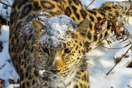 Новые фотоловушки для наблюдения за леопардами установили в нацпарке Приморья