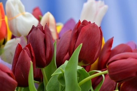 Продажи цветов накануне 8 марта вырастут в столице на 50%