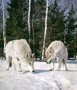 Власти ХМАО разрешили отстрел стаи волков, чтобы обезопасить югорский Пыть-Ях