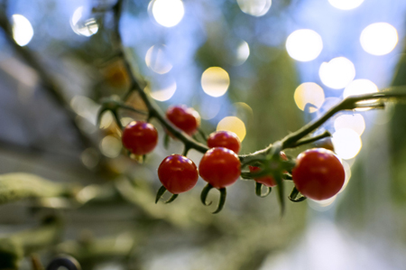 Новосибирские селекционеры создали новые сорта томатов и перца