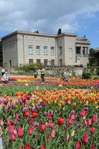 Парад тюльпанов откроется в Крыму в середине апреля