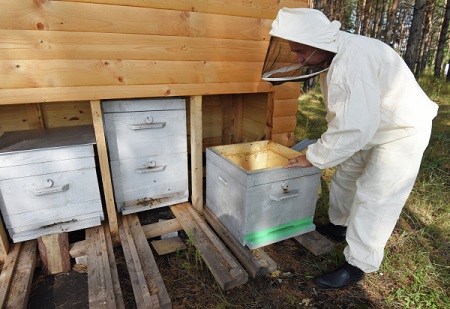 Власти Ингушетии выделили пчеловодам места для стационарных пасек