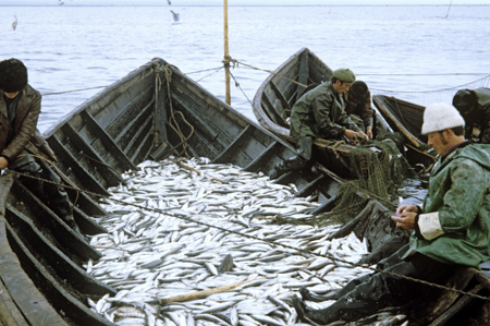 Двукратный рост погрузки рыбы отмечают РЖД в Калининградской области