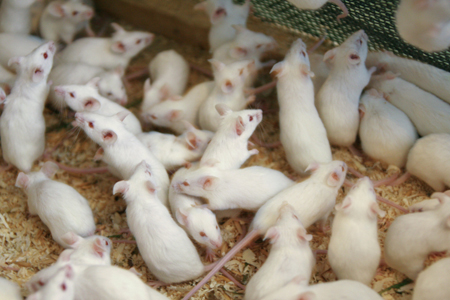 Томские ученые ищут немедикаментозные способы лечения диабета с помощью мышей